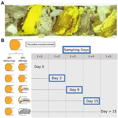 Solitary bee larvae modify bacterial diversity of pollen provisions in the stem-nesting bee, Osmia cornifrons (Megachilidae)